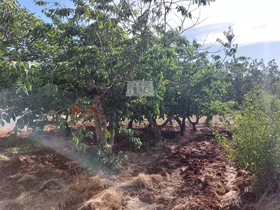 Immagine 9 di Casa indipendente in vendita  in strada sacramento a Ceglie Messapico