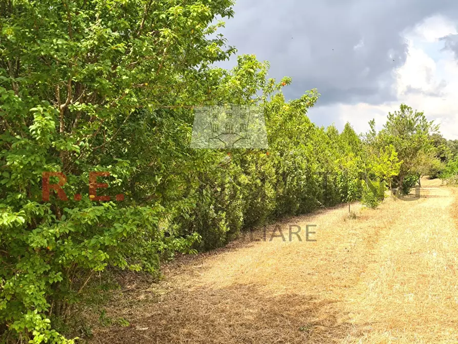 Immagine 13 di Rustico / casale in vendita  a Martina Franca