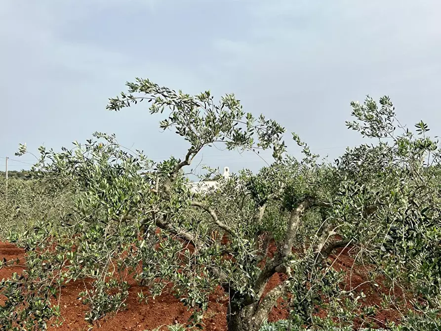 Immagine 36 di Villa in vendita  in Strada Provinciale 22sp 22 a Ostuni