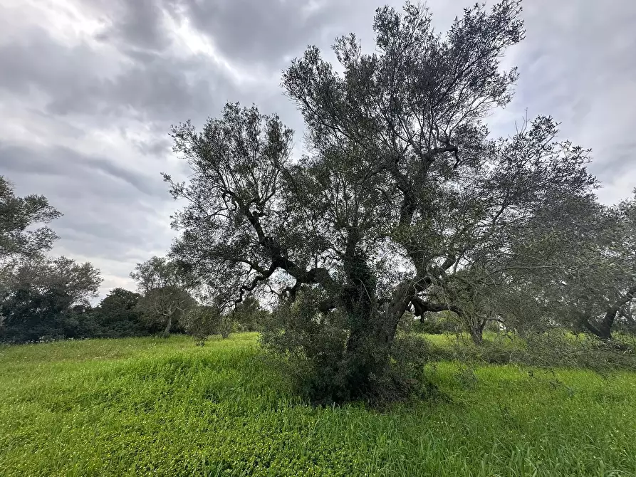 Immagine 12 di Casa indipendente in vendita  in Strada Provinciale 29 a Ostuni