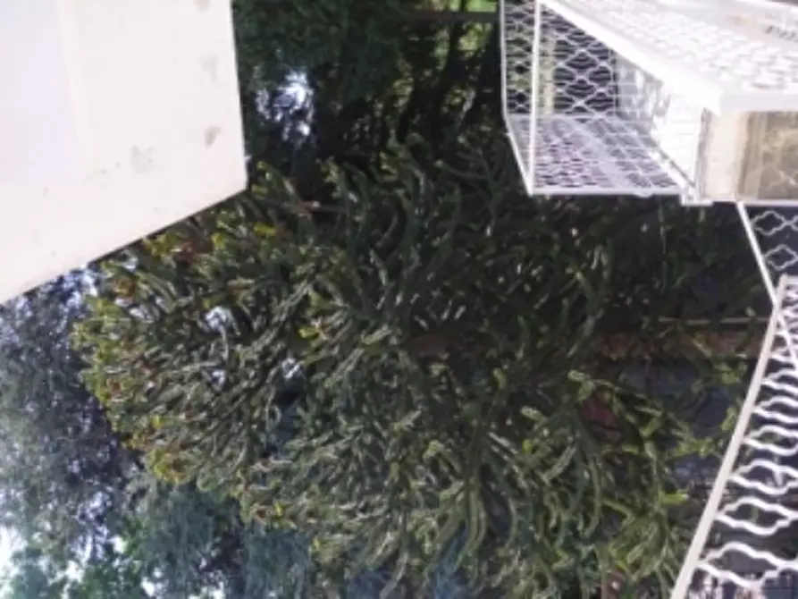 Immagine 17 di Casa bifamiliare in vendita  a Sassello