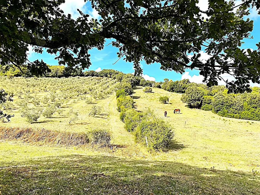 Immagine 8 di Terreno agricolo in vendita  in Località di Popogna la Concezione 35 a Rosignano Marittimo