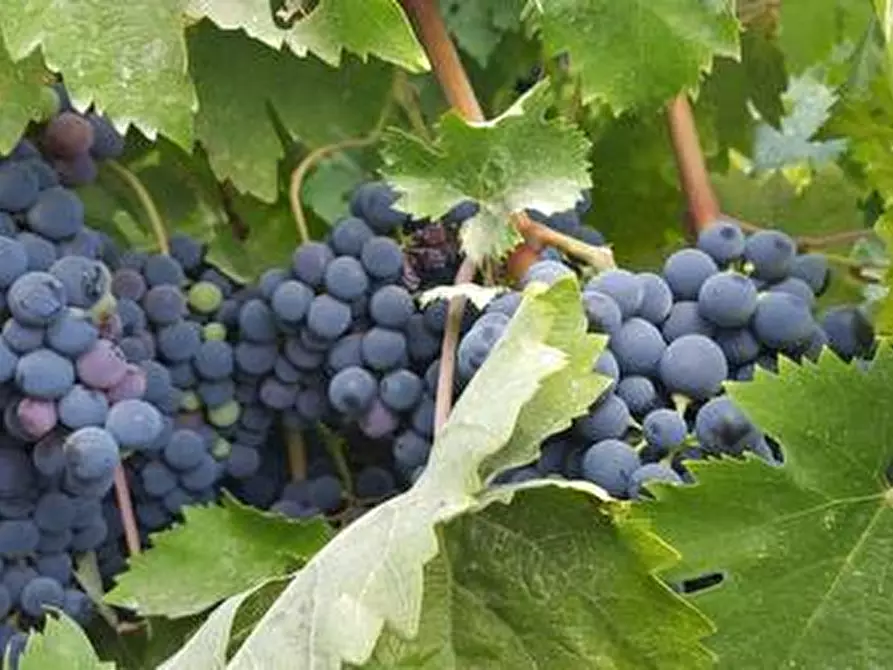 Immagine 14 di Terreno agricolo in vendita  a Santa Maria Imbaro