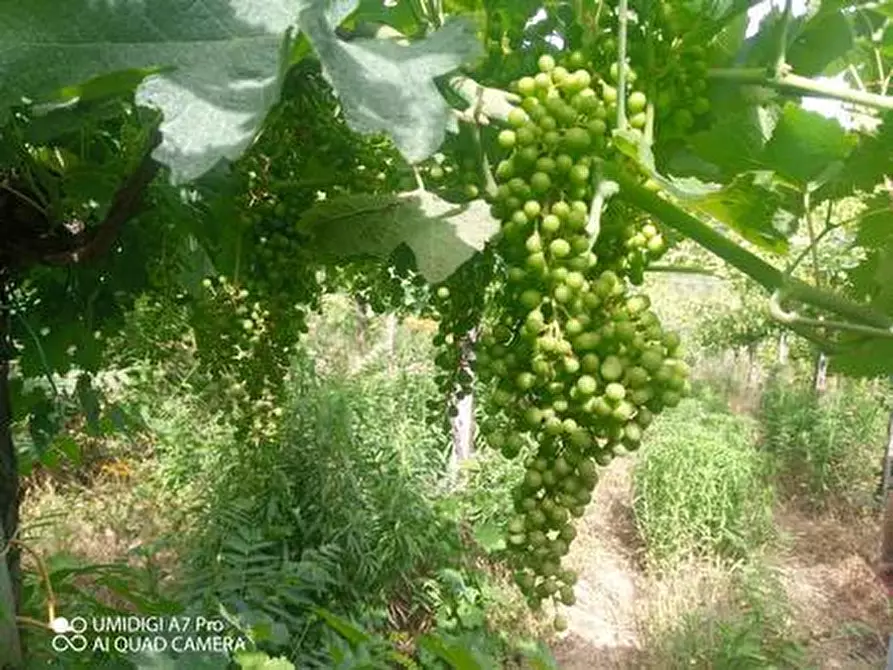 Immagine 27 di Terreno agricolo in vendita  in C.DA VILLA STANAZZO a Lanciano