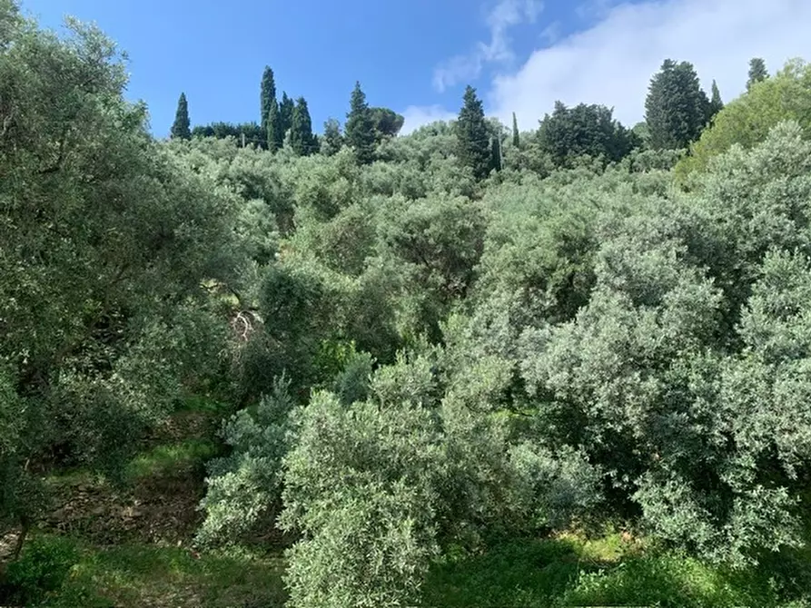 Immagine 11 di Appartamento in vendita  in Via Neghelli a Alassio