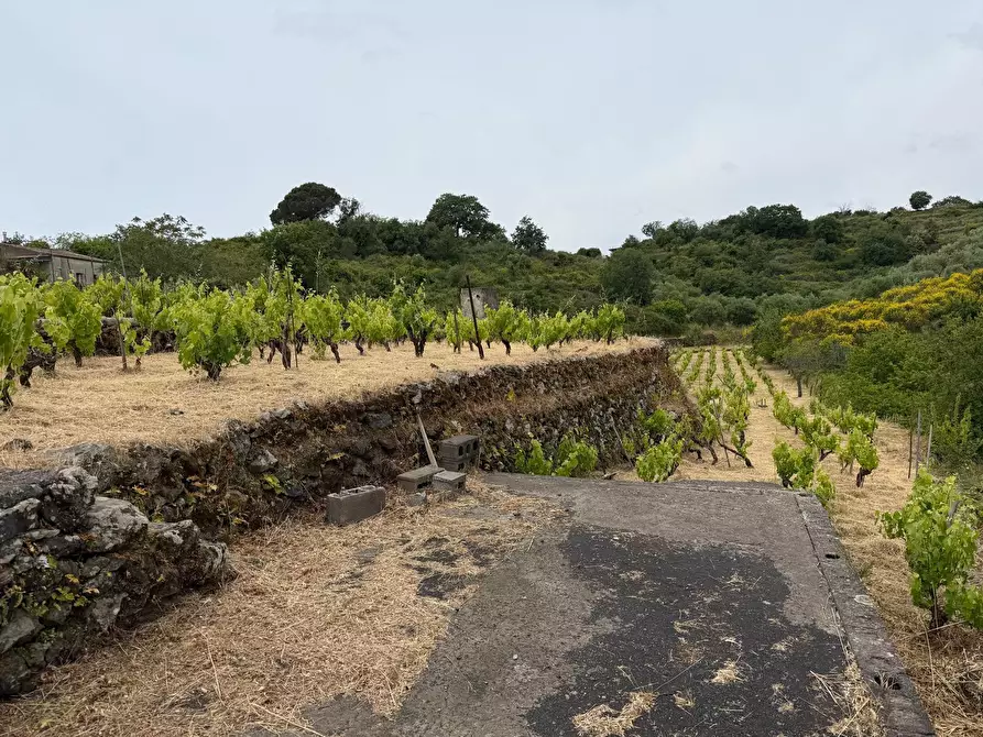 Immagine 4 di Terreno agricolo in vendita  a Tremestieri Etneo