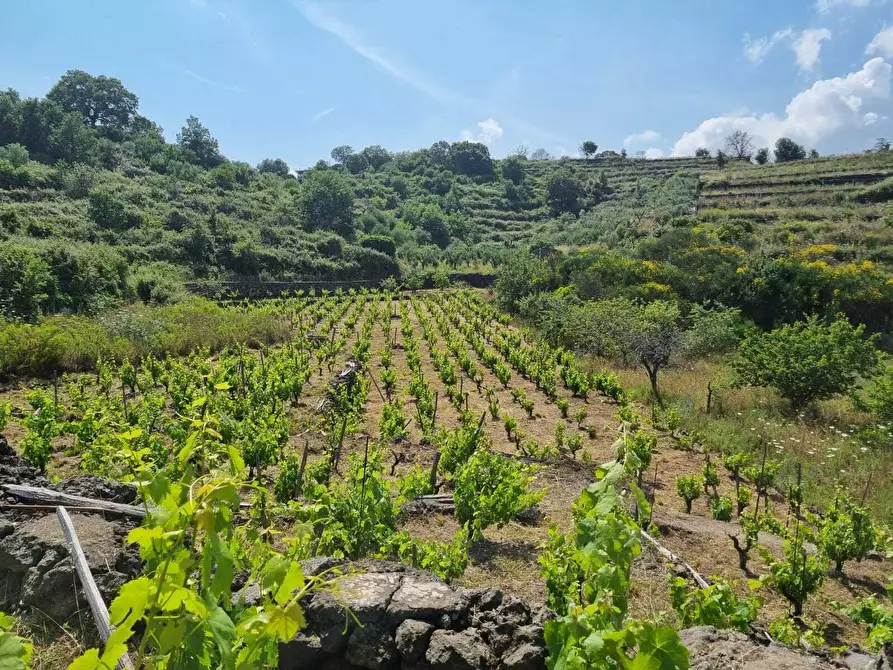 Immagine 14 di Terreno agricolo in vendita  a Tremestieri Etneo