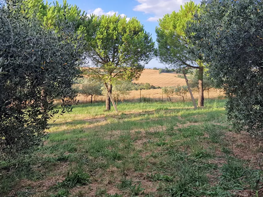 Immagine 46 di Rustico / casale in vendita  in Località Cantagallina Alta 11 a Castiglione Del Lago