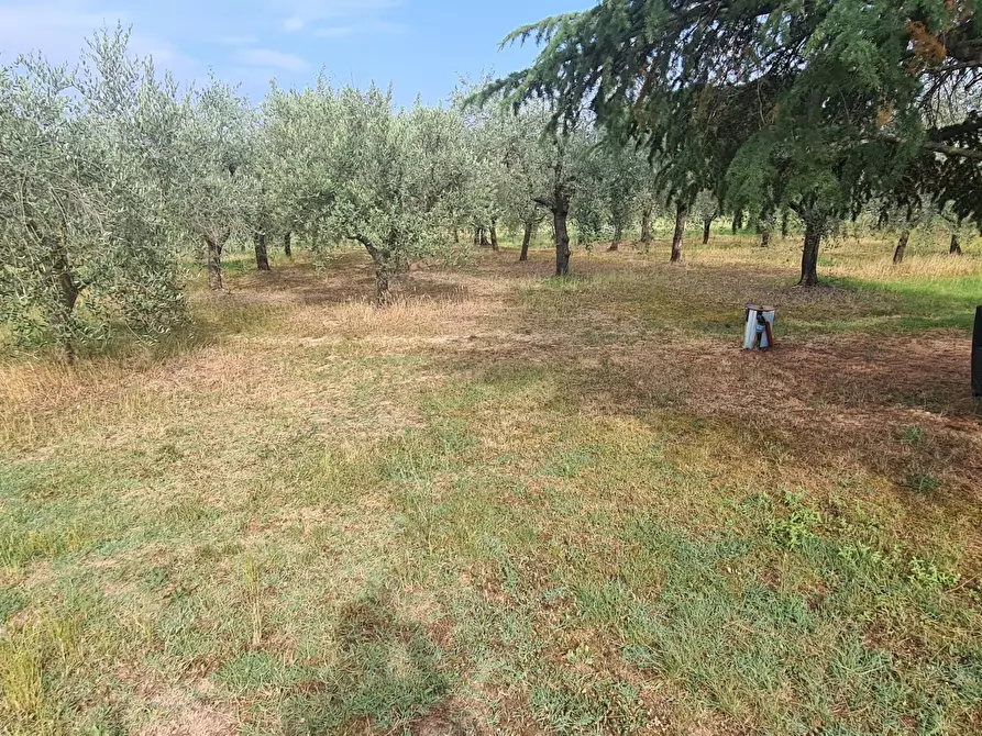 Immagine 13 di Terreno agricolo in vendita  in Via Ascianello a Montepulciano