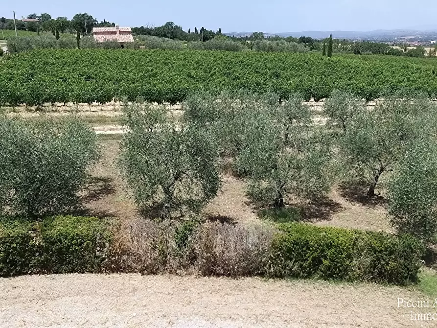 Immagine 5 di Terreno agricolo in vendita  in Via Ascianello a Montepulciano