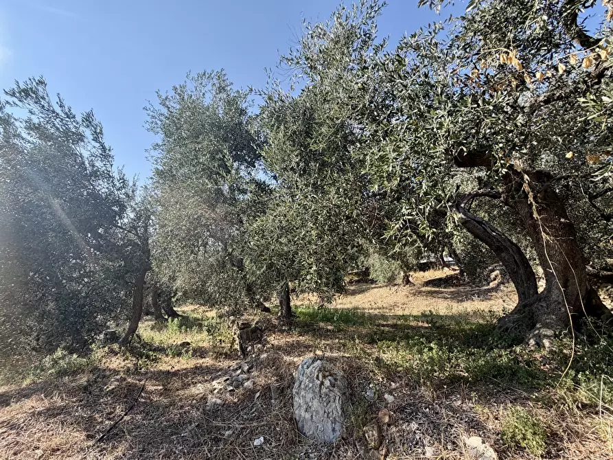 Immagine 3 di Terreno agricolo in vendita  in Via Chiappa 100 a San Bartolomeo Al Mare