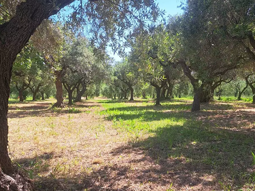 Immagine 52 di Casa indipendente in vendita  in contrada follani 260 a Lanciano