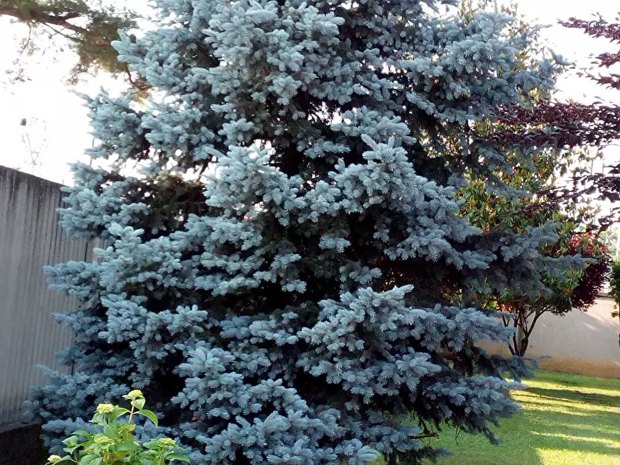 Immagine 73 di Casa bifamiliare in vendita  in Via Lombardore 243 a Ciriè