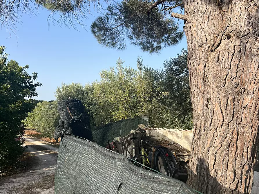 Immagine 6 di Rustico / casale in vendita  in Strada Provinciale 14 4 a Ostuni