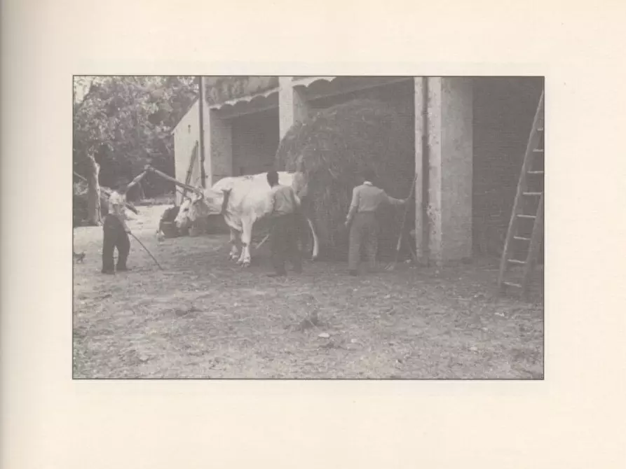 Immagine 64 di Casa indipendente in vendita  a Molare