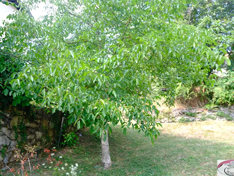 Immagine 9 di Rustico / casale in vendita  a Sassello
