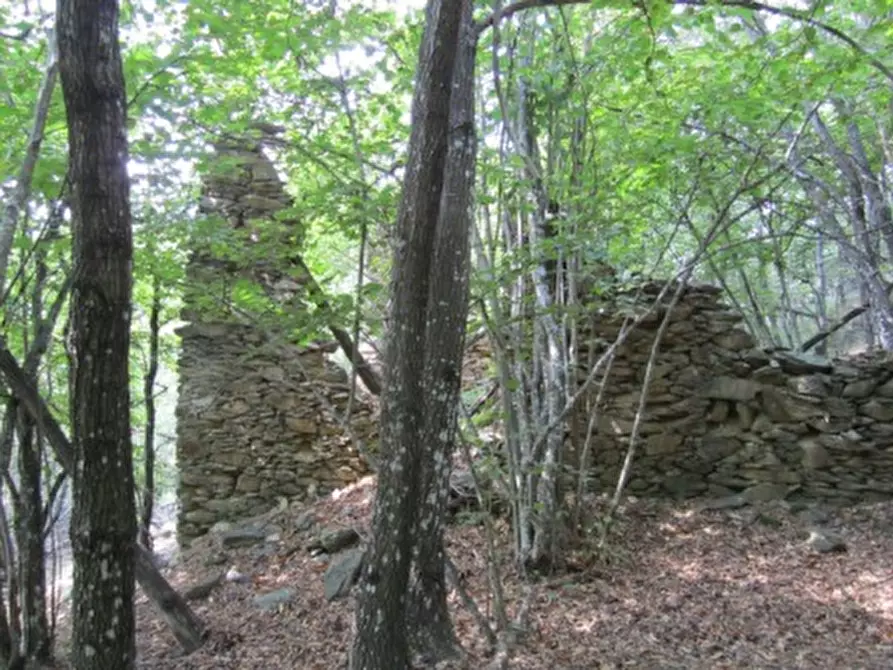 Immagine 4 di Terreno agricolo in vendita  a Sassello