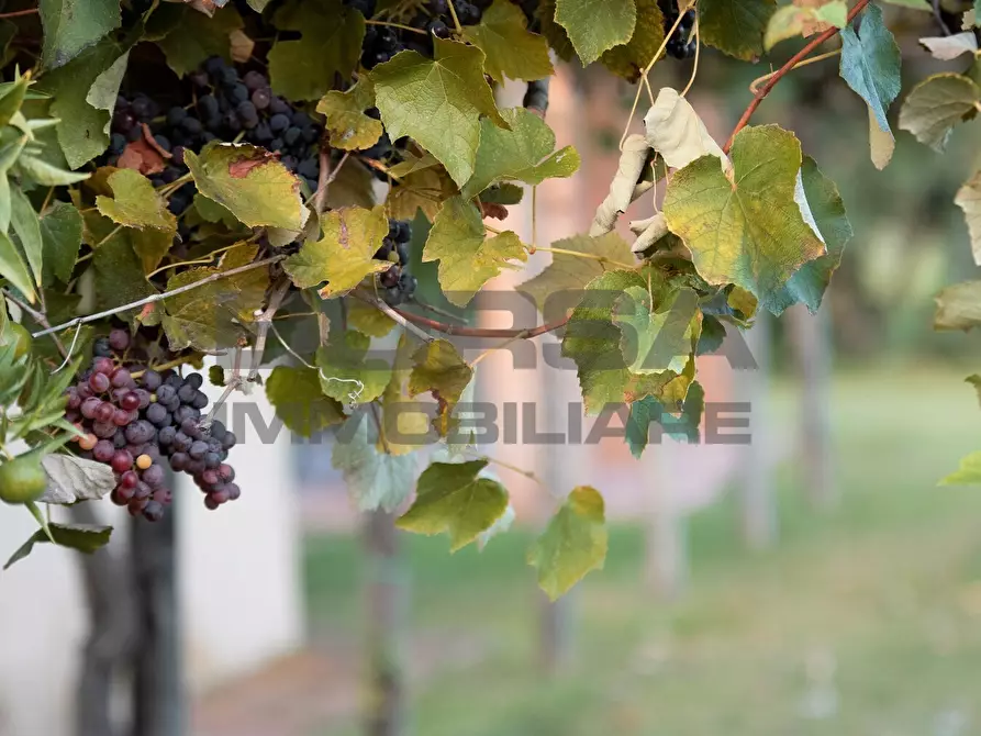 Immagine 9 di Terratetto in vendita  in greppi cupi 212 a Castagneto Carducci