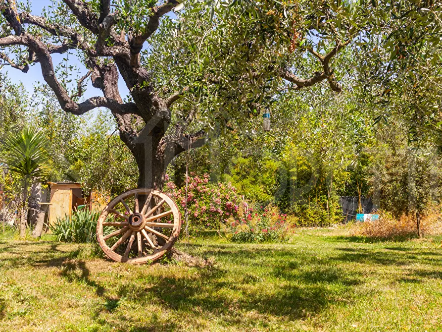 Immagine 2 di Terreno agricolo in vendita  in Via dell'Uliveta a Livorno