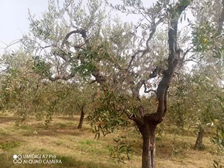 Immagine 10 di Terreno agricolo in vendita  in C.DA VILLA STANAZZO a Lanciano