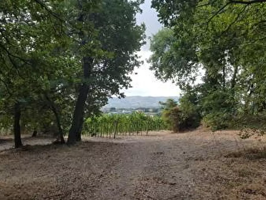 Immagine 11 di Terreno agricolo in vendita  a Santa Maria Imbaro