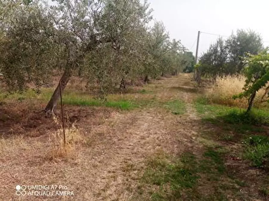 Immagine 3 di Terreno agricolo in vendita  in C.DA VILLA STANAZZO a Lanciano