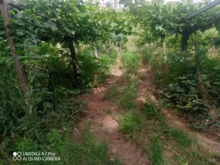 Immagine 26 di Terreno agricolo in vendita  in C.DA VILLA STANAZZO a Lanciano