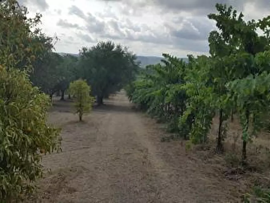 Immagine 18 di Terreno agricolo in vendita  a Santa Maria Imbaro