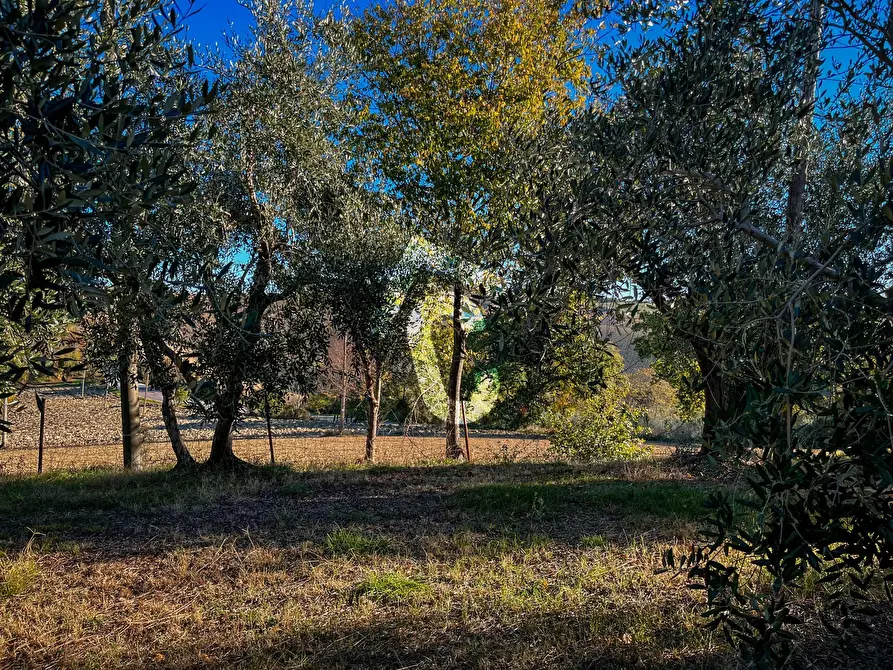 Immagine 10 di Casa indipendente in vendita  a Montecarotto