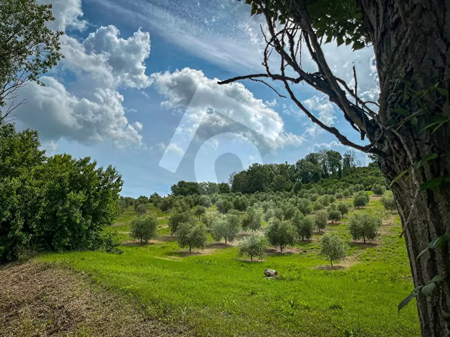 Immagine 18 di Rustico / casale in vendita  a Jesi