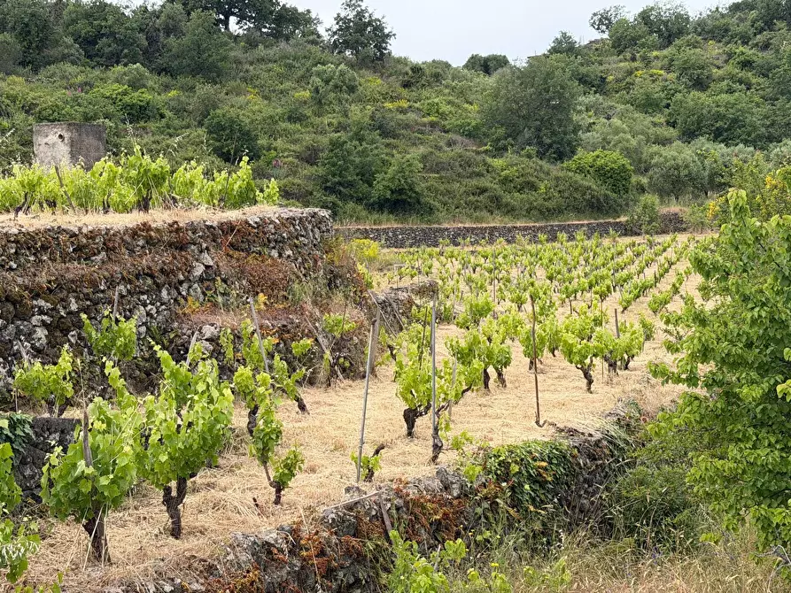 Immagine 8 di Terreno agricolo in vendita  a Tremestieri Etneo