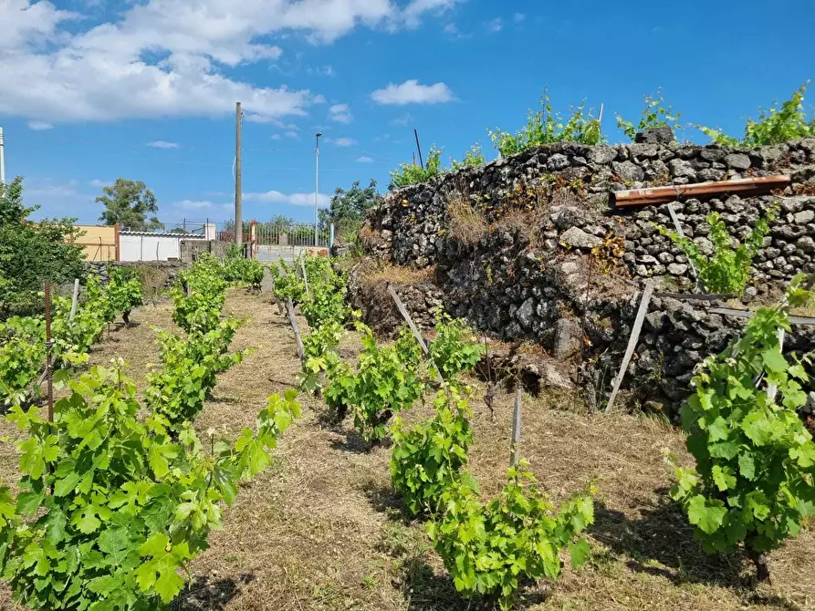 Immagine 12 di Terreno agricolo in vendita  a Tremestieri Etneo