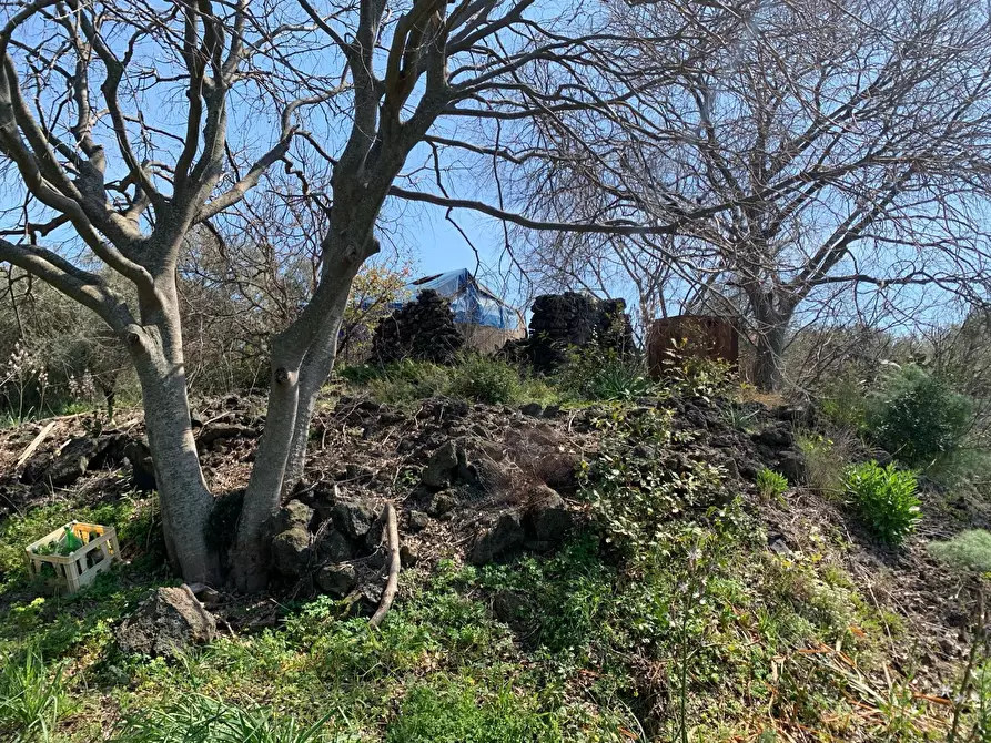 Immagine 10 di Terreno agricolo in vendita  a Pedara
