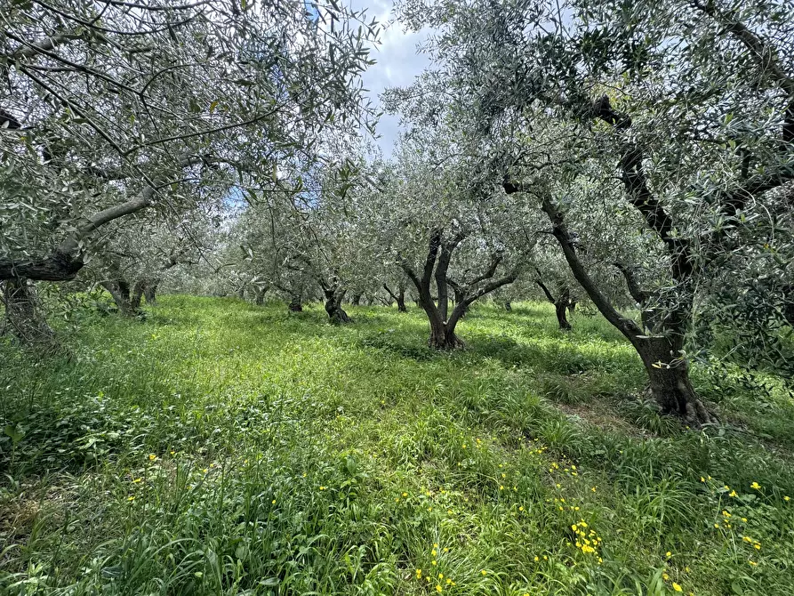 Immagine 35 di Casa indipendente in vendita  in torricchio a Tornareccio