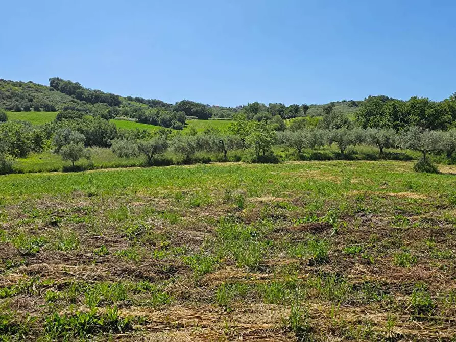 Immagine 7 di Terreno agricolo in vendita  in Via Ciommi a Castel Frentano