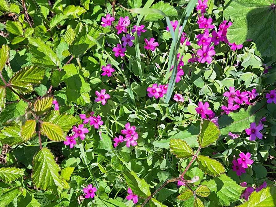 Immagine 47 di Rustico / casale in vendita  in C.DA CASTELLANA a Treglio