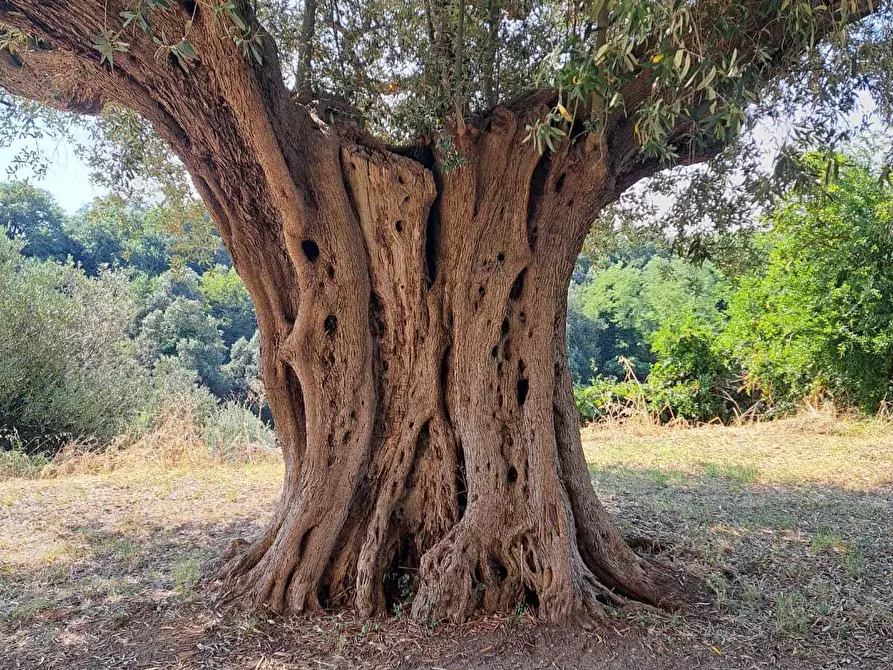 Immagine 4 di Rustico / casale in vendita  in Contrada Acquarelli 2 a Rocca San Giovanni