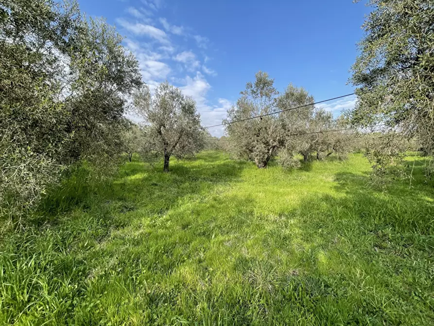 Immagine 17 di Terreno agricolo in vendita  in Strada Provinciale dei Tre Comuni a Casale Marittimo