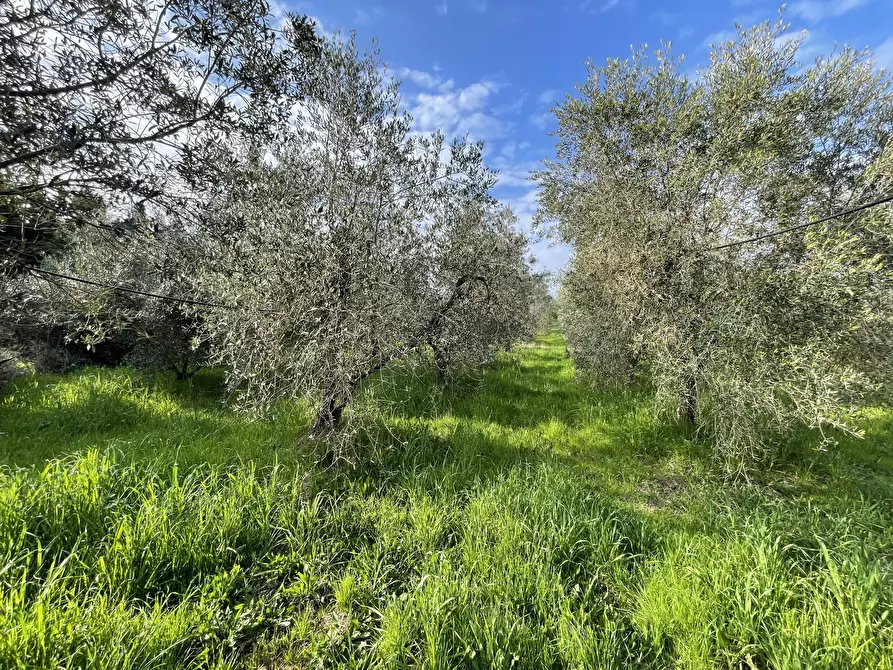 Immagine 6 di Terreno agricolo in vendita  in Via Pasubio 33 a Cecina