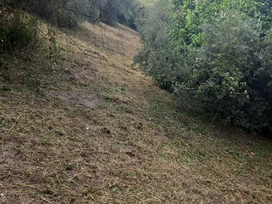 Immagine 6 di Terreno agricolo in vendita  in Via Giulio Roncacci 1 a Morlupo
