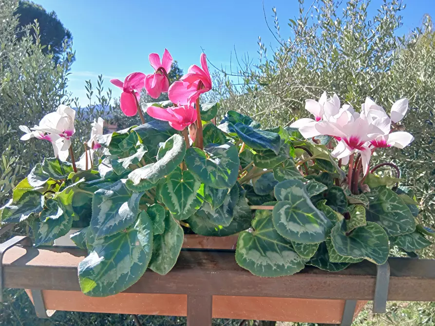 Immagine 50 di Trilocale in vendita  in Via Vittorio Alfieri 10 a Morlupo