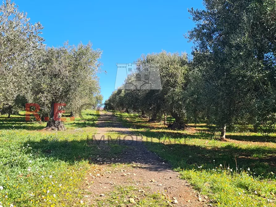 Immagine 5 di Baita in vendita  in Contrada Montemichele 14 a Ostuni