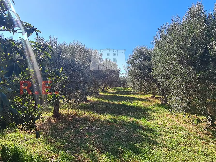 Immagine 17 di Baita in vendita  in Contrada Montemichele 14 a Ostuni