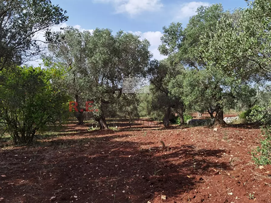 Immagine 8 di Baita in vendita  a Ceglie Messapico