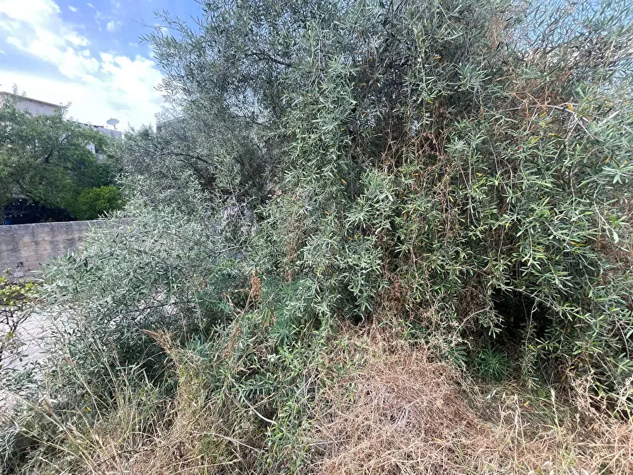 Immagine 6 di Terreno agricolo in vendita  in SOLARINO a Solarino