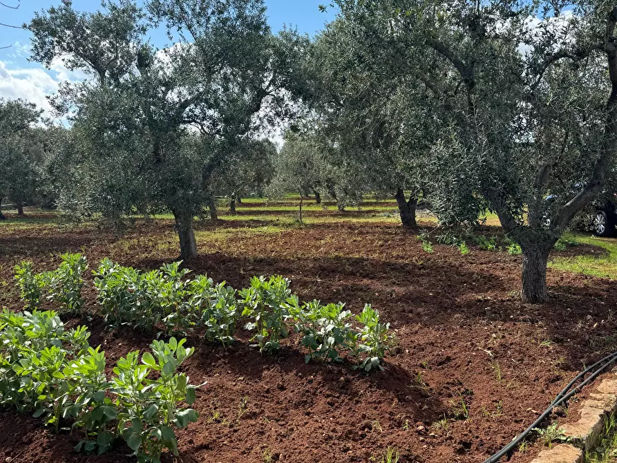 Immagine 18 di Casa indipendente in vendita  in Contrada San Giovanni a Ostuni