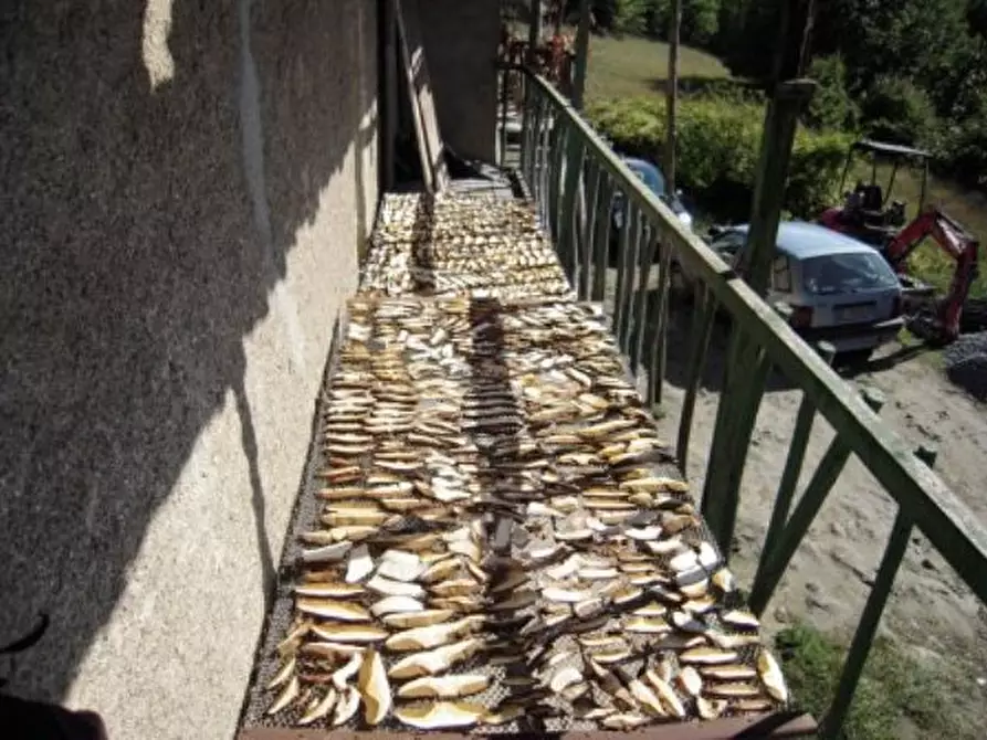 Immagine 19 di Rustico / casale in vendita  a Giusvalla