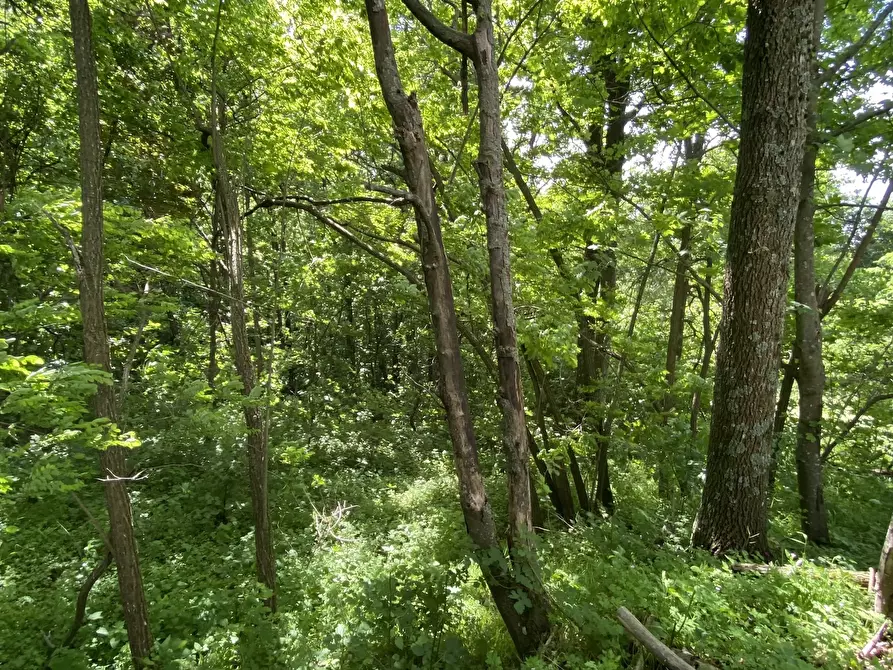 Immagine 49 di Casa trifamiliare in vendita  in Località La Carta 26 a Sassello