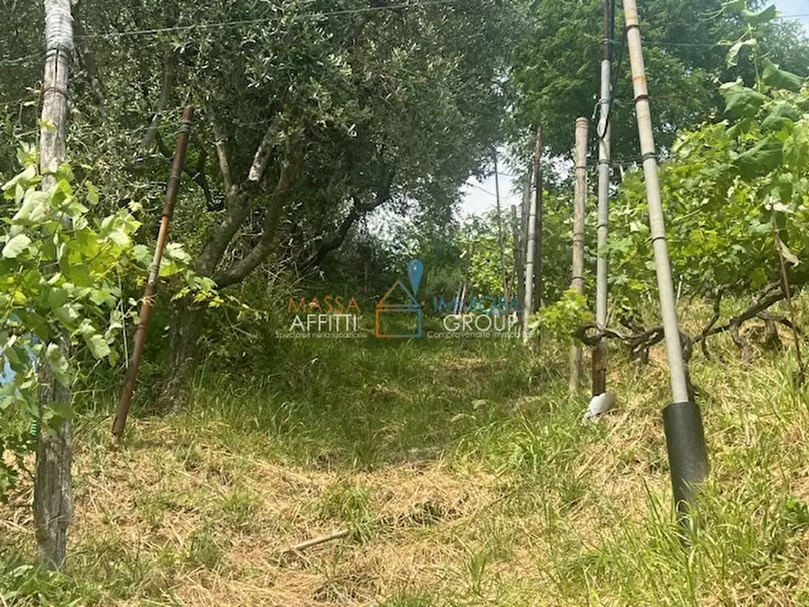 Immagine 15 di Terreno agricolo in vendita  in Viottolo Pianamaggio 1 a Massa