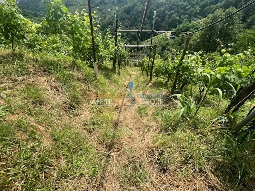 Immagine 20 di Terreno agricolo in vendita  in Viottolo Pianamaggio 1 a Massa